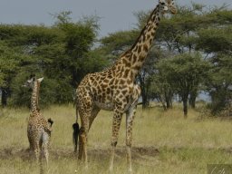 Western_Corridor_(Kirawira)2003-063